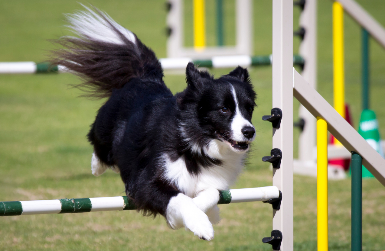 Border Collie Doing Agility